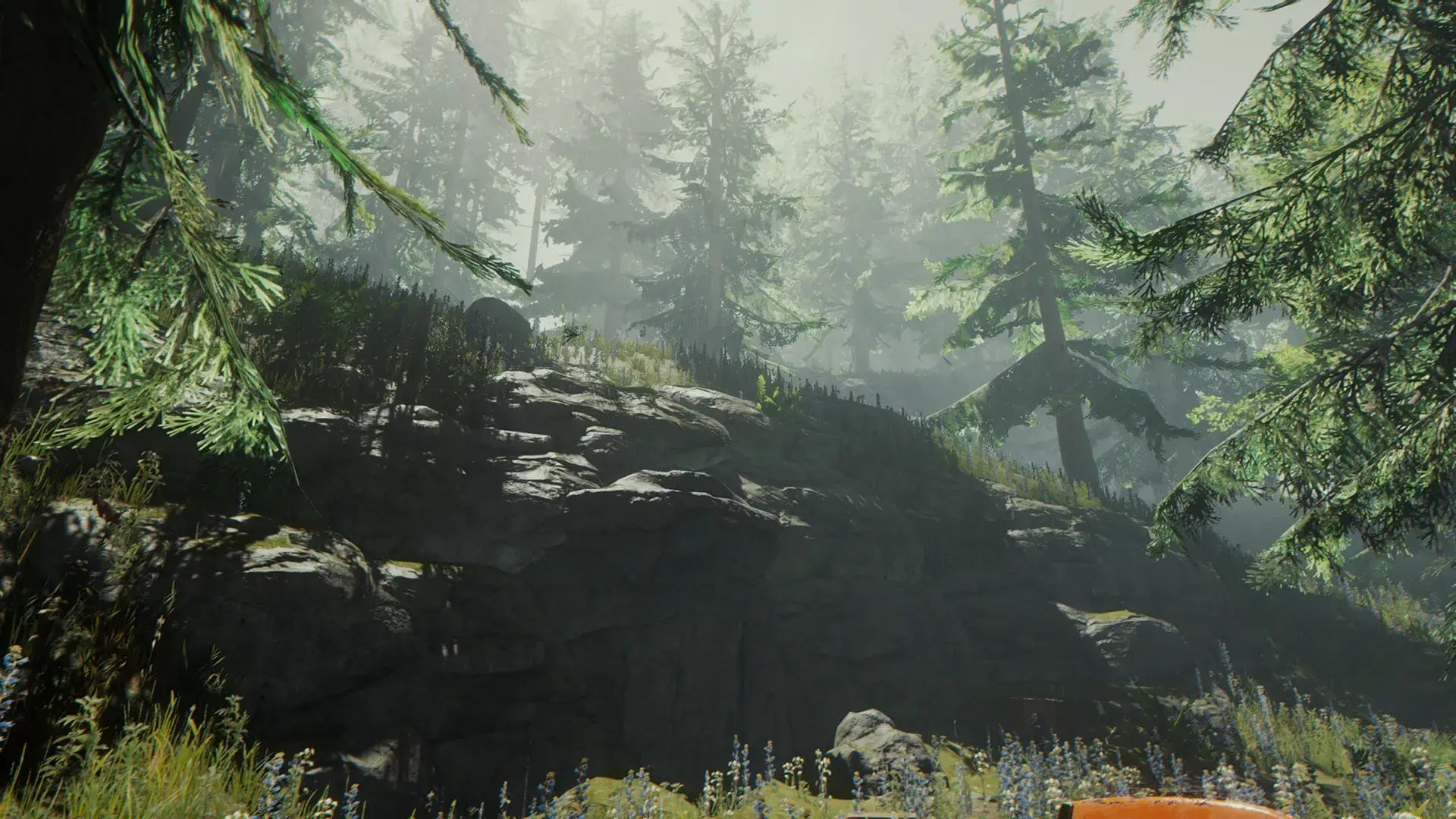 The Forest background