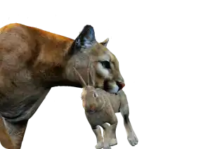 the_cenozoic_era CTA Image