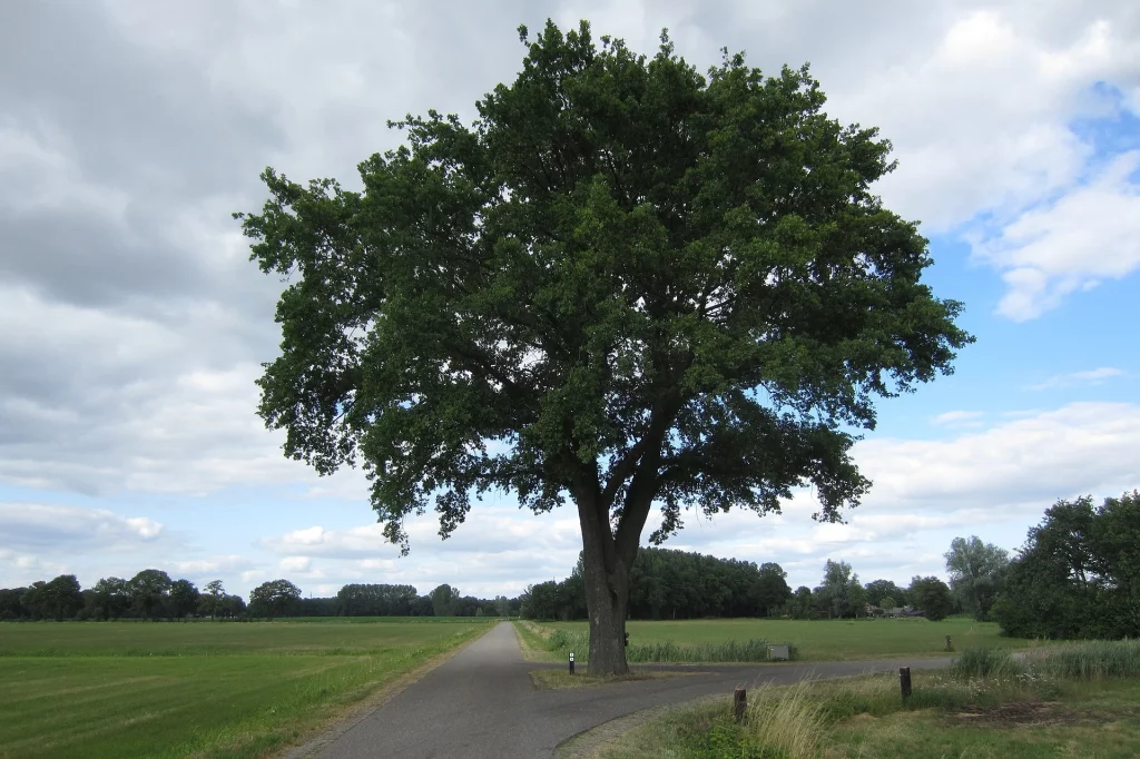 Oak Tree in Real Life