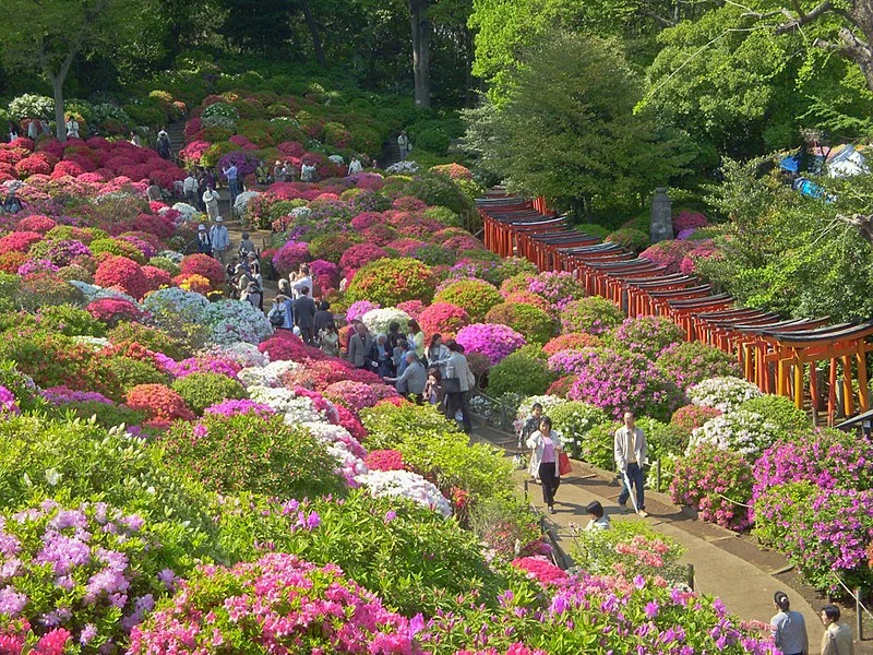 Azalea Plants in Real Life