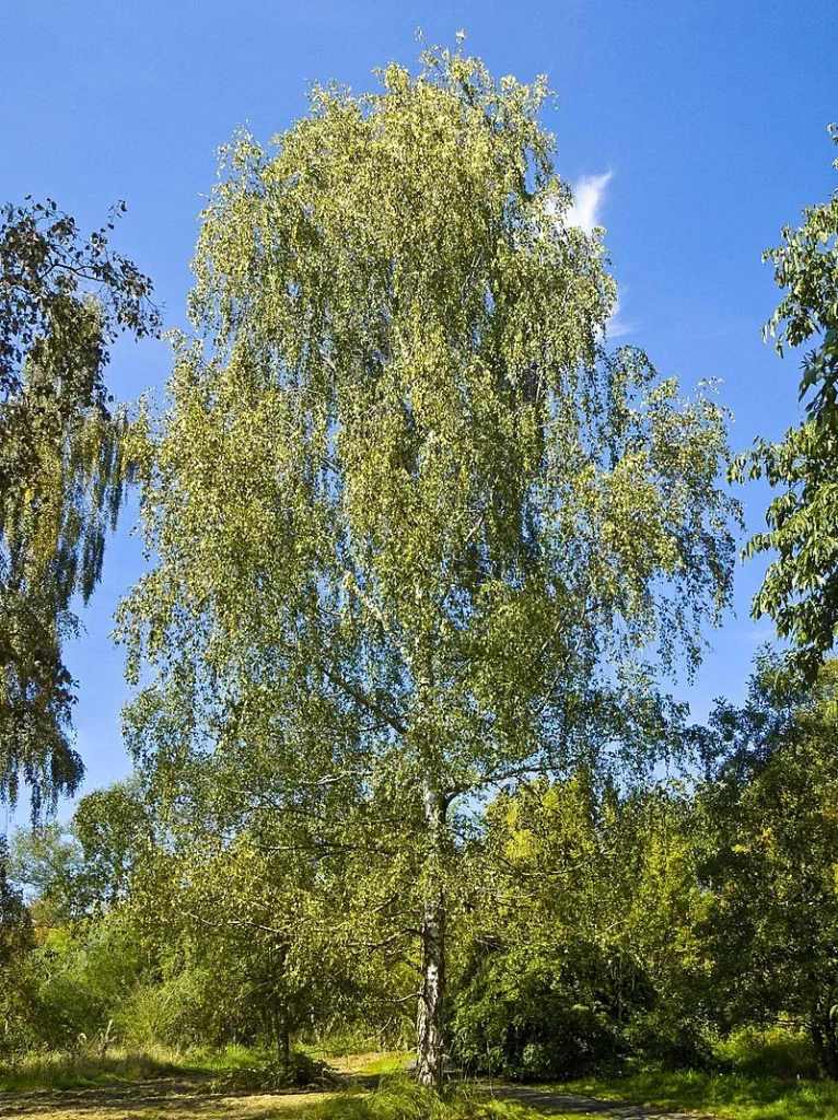 Birch Trees in Real Life