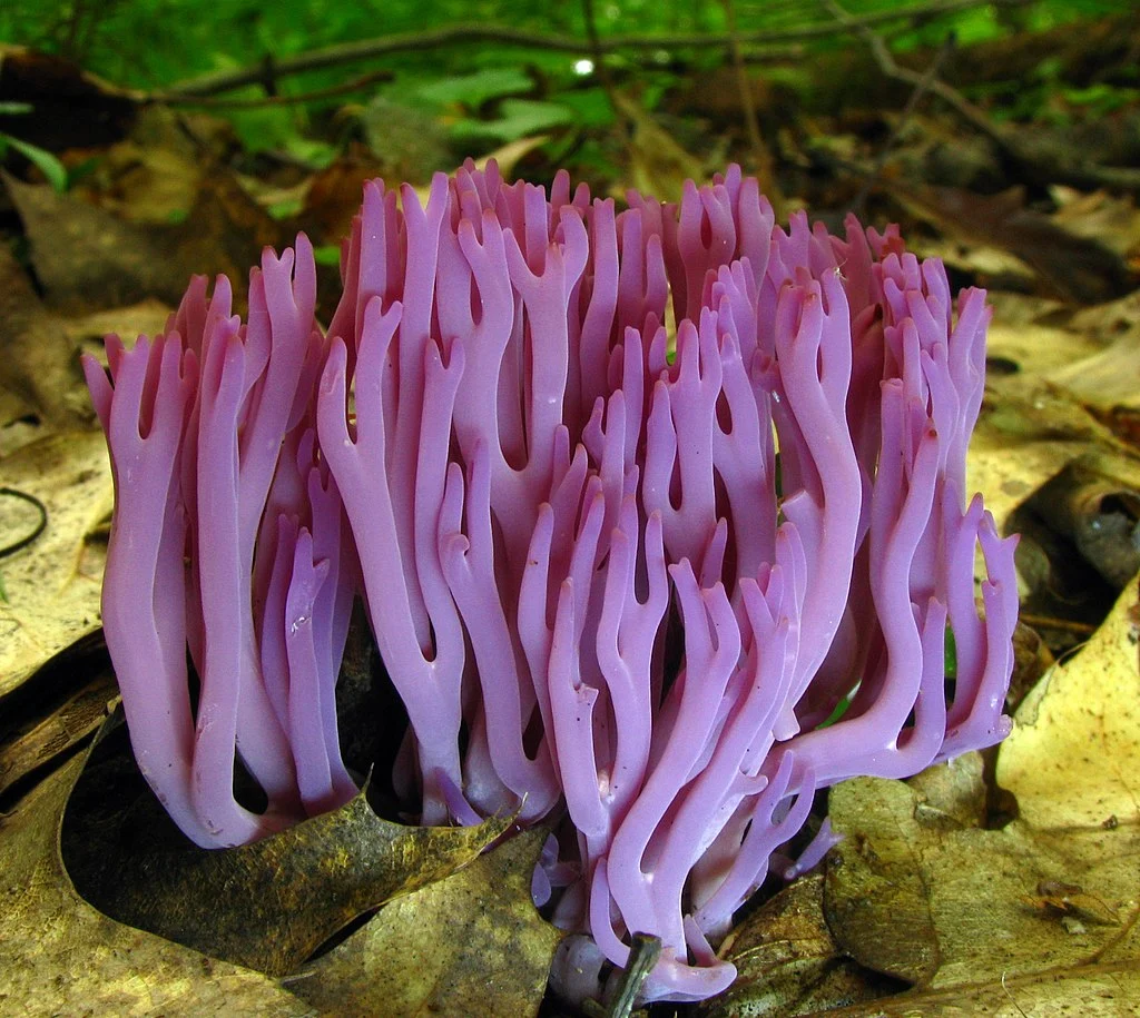 Violet Coral Fungus in Real Life