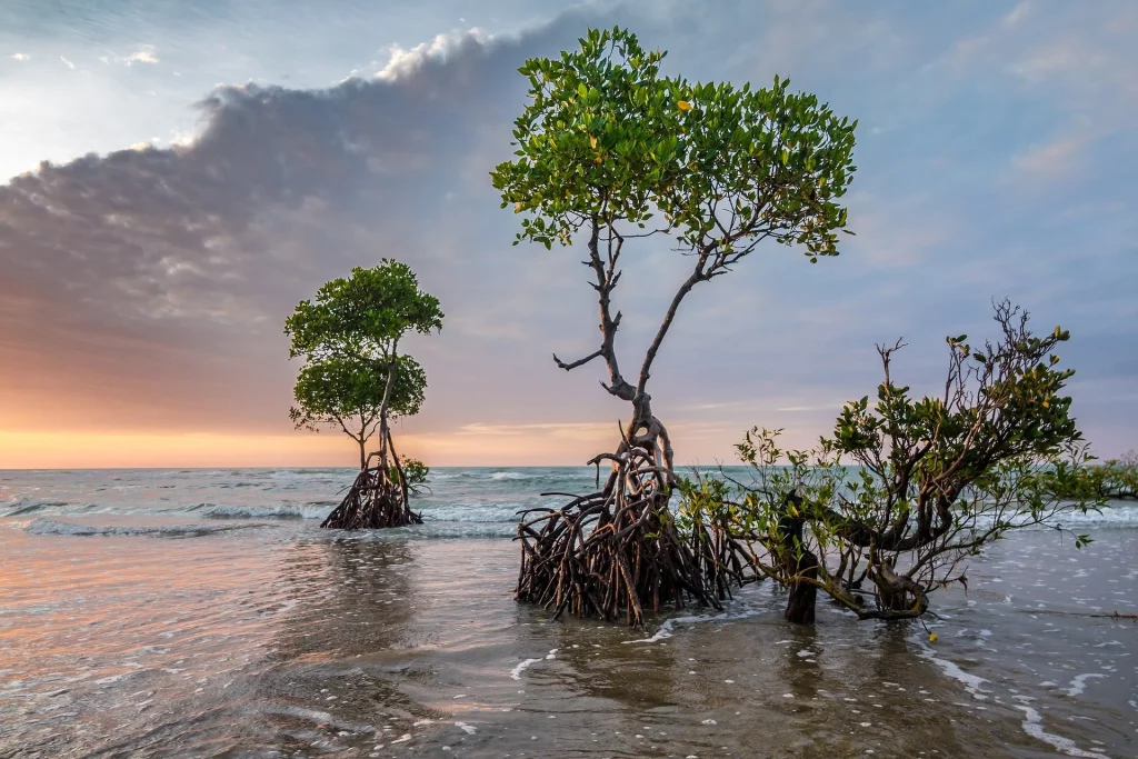Mangrove Trees in Real Life