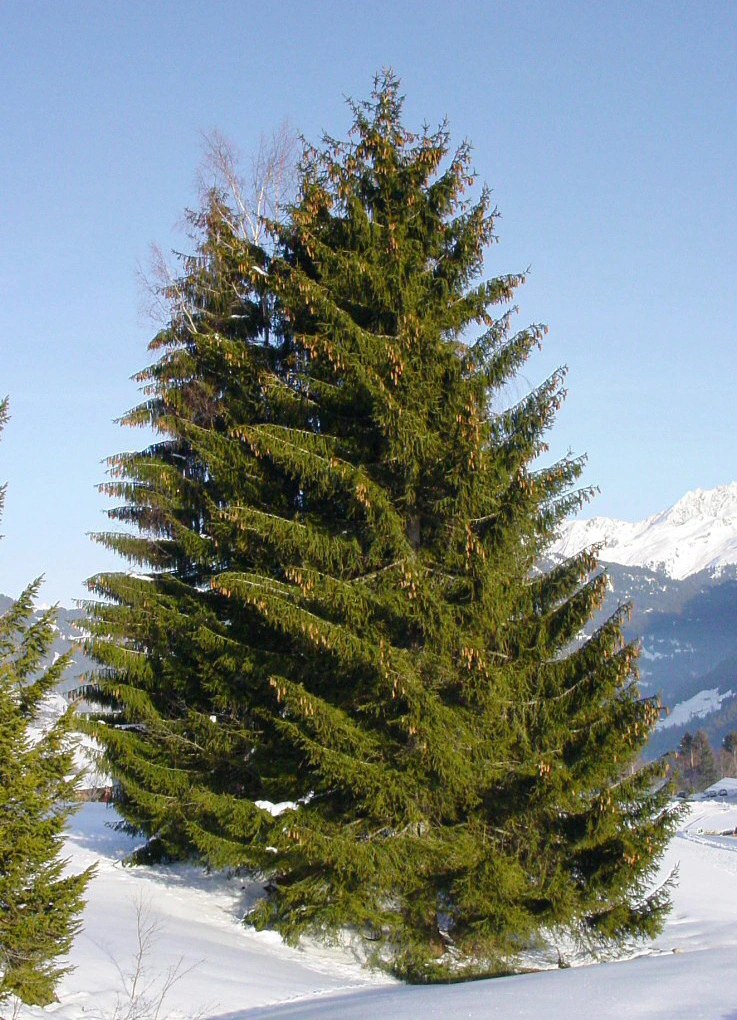 Spruce Trees in Real Life