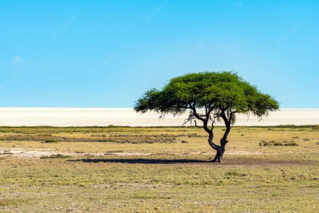 Acacia Tree in Real Life