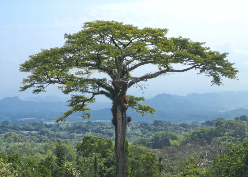 Jungle Tree in Real Life
