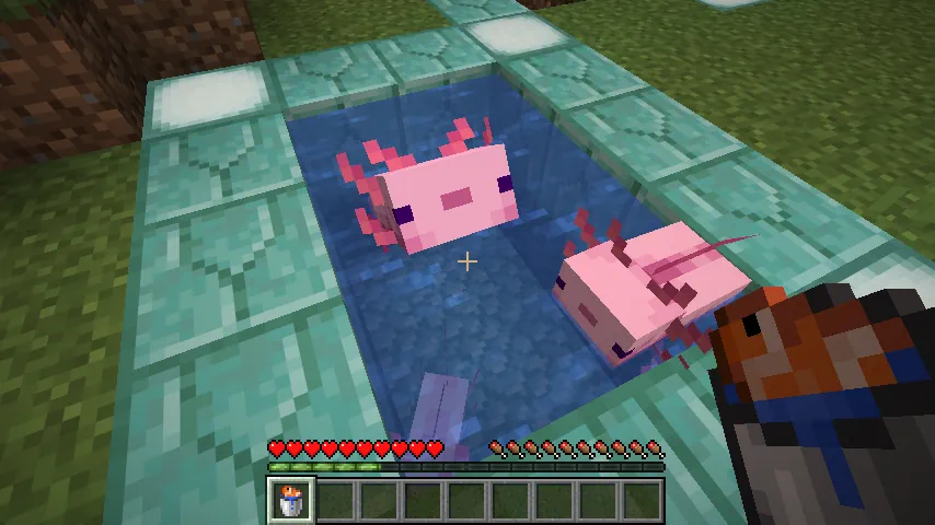 Minecraft Axolotl Family Screenshot