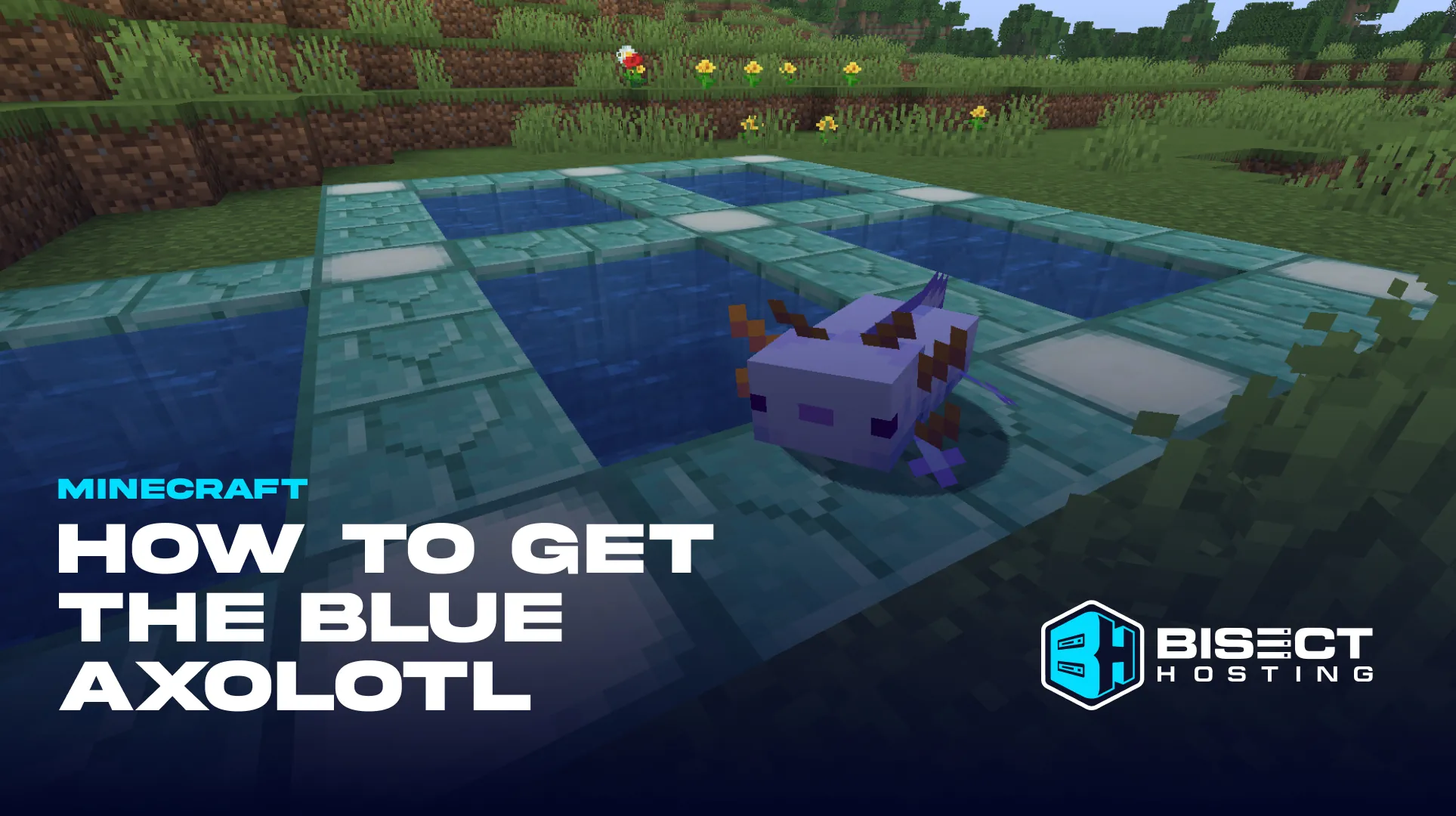 How to Get the Blue Axolotl in Minecraft