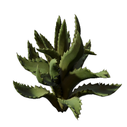 Enshrouded Aloe Seedling